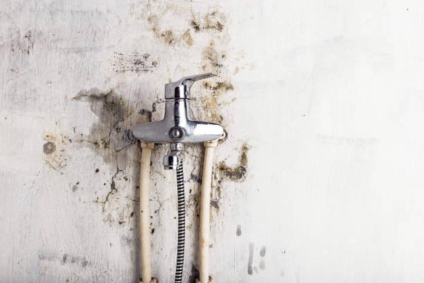 Best Mold Damage Repair  in South Congaree, SC