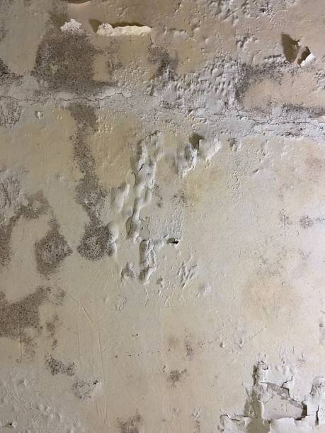 Best Local Mold Removal Service  in South Congaree, SC