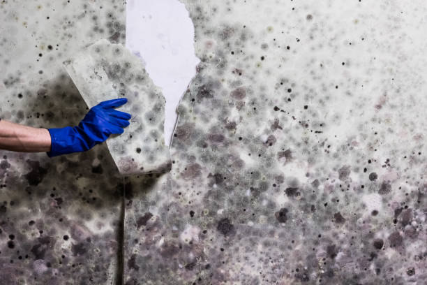 Best Commercial Mold Removal  in South Congaree, SC