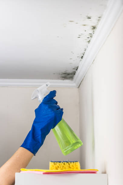 Best Attic Mold Removal  in South Congaree, SC